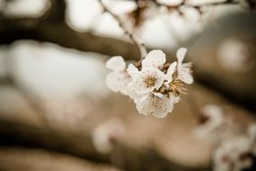 cherry blossom on a branch on a blurred background