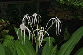 White flower garden