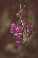 Purple Bellflower close up