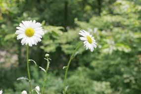 Natural Daisy flowers in the spring in Republic of Korea