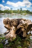 big driftwood on the river