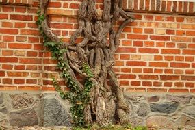 Gnarled vine at brick wall