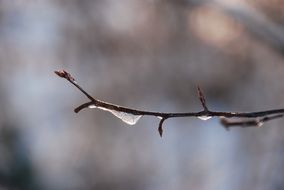 frozen drops of water on a tree branch