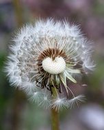 dandelion losing seeds