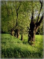 willow among green grass