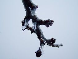 Ice on a branch in winter