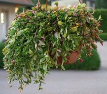 hanging plant as decor