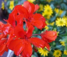 scarlet flower and water drops