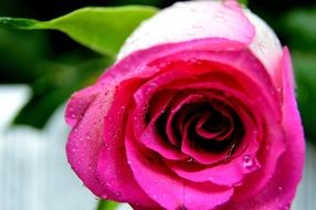 unmatched Rose Flower