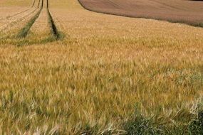 barley field edge