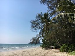 palm trees on sunny beach in thailand