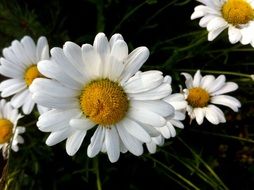 Daisy Spring flower