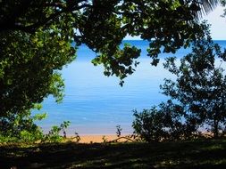 arch of green tree branches near the atlantic ocean