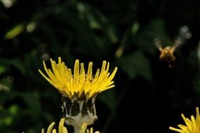insect in flight over yellow flowers
