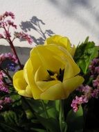 yellow tulip on the flowerbed in the garden