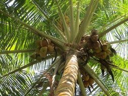 green Palm Coconut