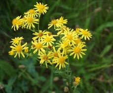 yellow meadow flowers in summer