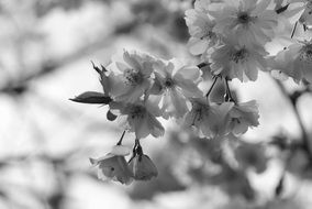 black and white picture of cherry blossom