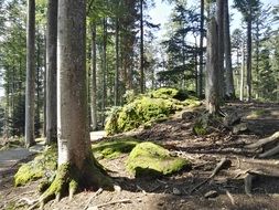 Moss on a stones in a forest on a sunny day