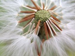 Dandelion Nature Light macro photo