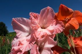 gladiolus is a sword-flower