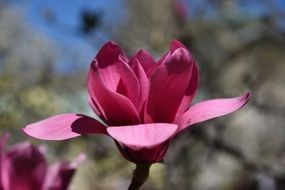 dark red magnolia under the bright sun