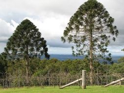 Bunya Pine Trees in countryside