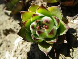 Plant on a cactus