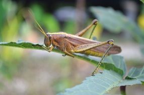 macro photo of grasshopper on a green plant in Guyana