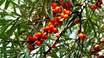 sea-buckthorn berried