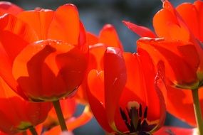 red poppies are warmed by the sun