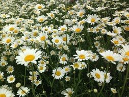 glade with white daisies close-up