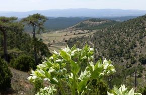 flowering plant in a green valley