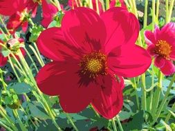 red dahlia bloom autumn garden