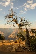 trees in the grand canyon