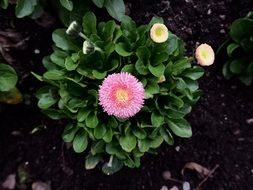 cute flower garden