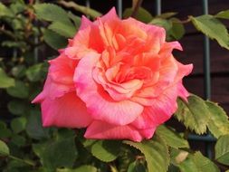 delightful delicate beauty red rose