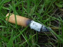 cigarette butt on green grass close-up
