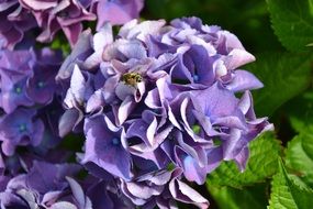 purple garden hydrangea flowers