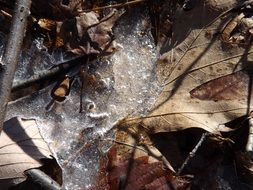 Leaf Frozen