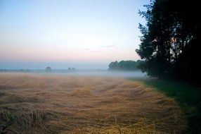 morning haze over the field