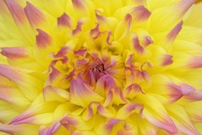 Yellow Dahlia internally