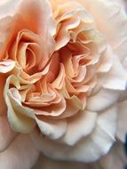 pale pink rose close up