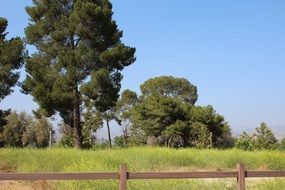 green trees on the outskirts of the forest