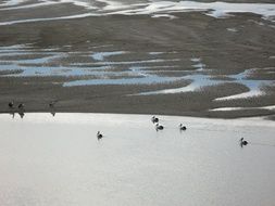 pelicans on the water in the morning