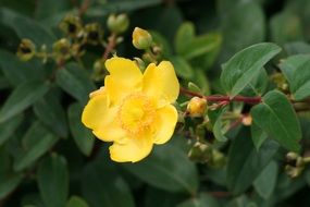 yellow flower on a bush in the garden closeup