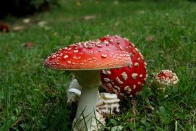 three fly agaric on green grass close-up