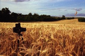 rich harvest of wheat field