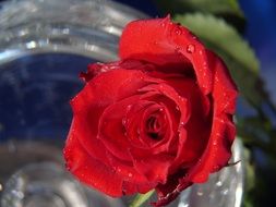 drops of water on a rose in a transparent vase on a blurred background