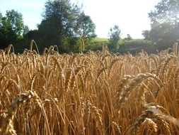 wheat field in sunny haze